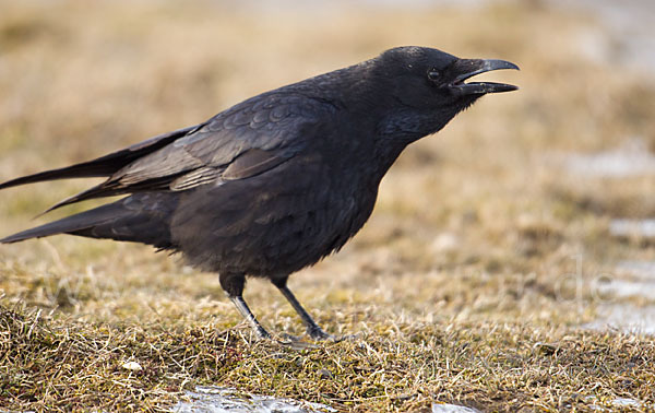 Rabenkrähe (Corvus corone corone)