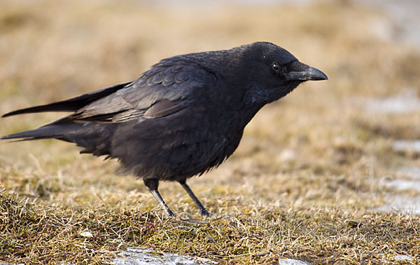 Rabenkrähe (Corvus corone corone)