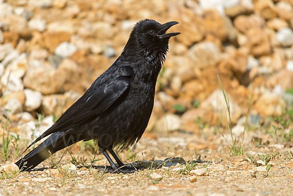 Rabenkrähe (Corvus corone corone)