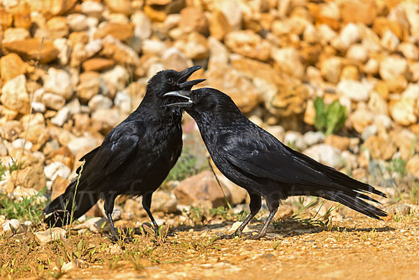 Rabenkrähe (Corvus corone corone)