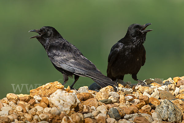 Rabenkrähe (Corvus corone corone)