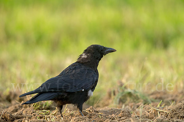 Rabenkrähe (Corvus corone corone)