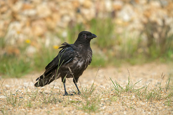 Rabenkrähe (Corvus corone corone)