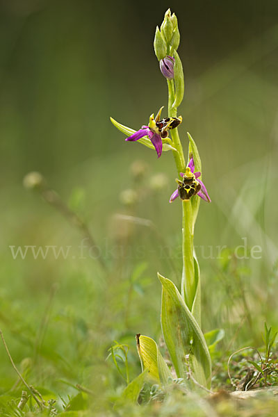 Ragwurz (Ophrys)