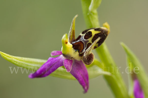 Ragwurz (Ophrys)