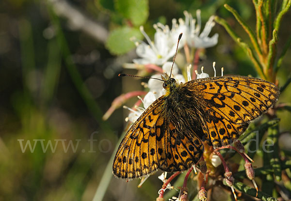 Randring-Perlmutterfalter (Boloria eunomia)