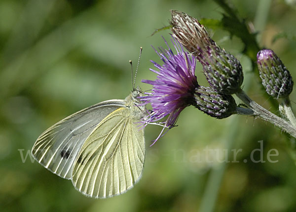 Rapsweißling (Pieris napi)