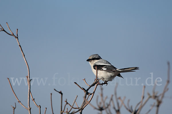 Raubwürger (Lanius excubitor koenigi)