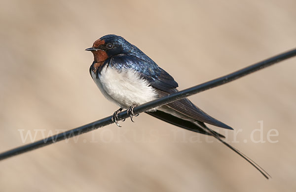 Rauchschwalbe (Hirundo rustica)