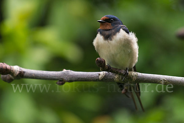 Rauchschwalbe (Hirundo rustica)