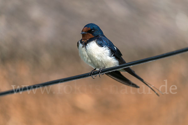 Rauchschwalbe (Hirundo rustica)