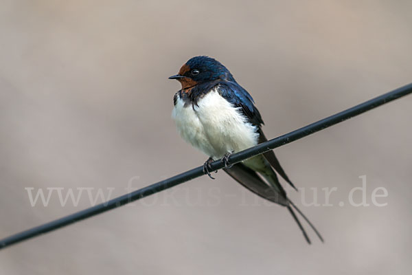 Rauchschwalbe (Hirundo rustica)