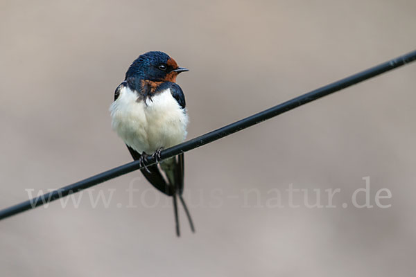 Rauchschwalbe (Hirundo rustica)