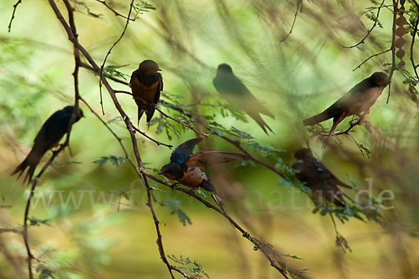 Rauchschwalbe sspec. (Hirundo rustica savignii)