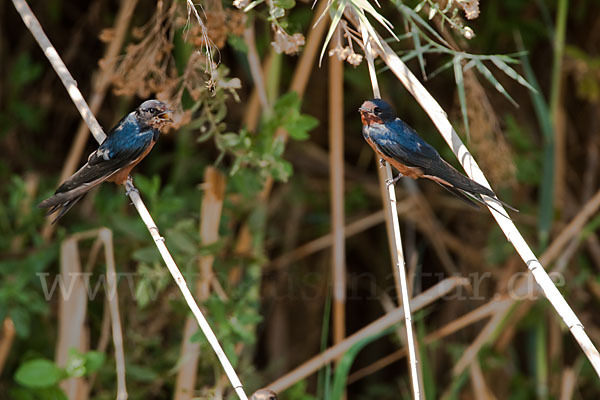 Rauchschwalbe sspec. (Hirundo rustica savignii)