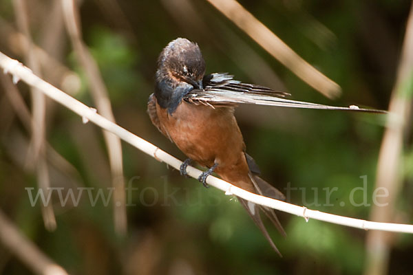 Rauchschwalbe sspec. (Hirundo rustica savignii)