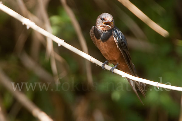 Rauchschwalbe sspec. (Hirundo rustica savignii)