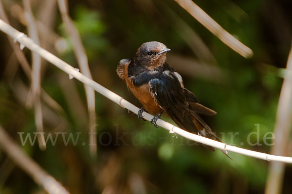 Rauchschwalbe sspec. (Hirundo rustica savignii)