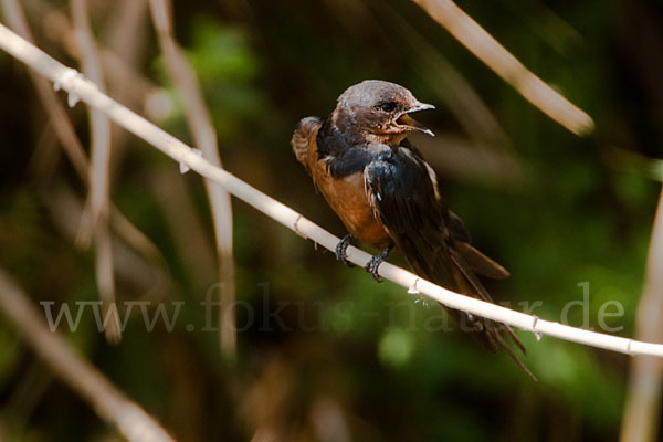 Rauchschwalbe sspec. (Hirundo rustica savignii)