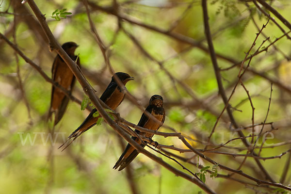 Rauchschwalbe sspec. (Hirundo rustica savignii)