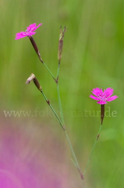 Rauhe Nelke (Dianthus armeria)