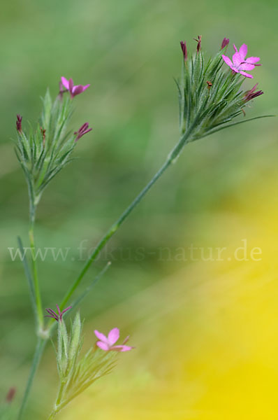 Rauhe Nelke (Dianthus armeria)