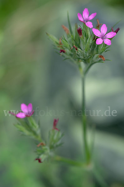 Rauhe Nelke (Dianthus armeria)