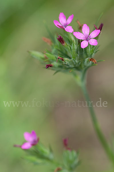 Rauhe Nelke (Dianthus armeria)