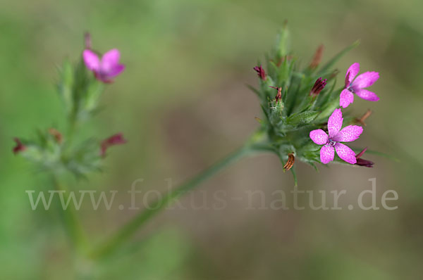 Rauhe Nelke (Dianthus armeria)