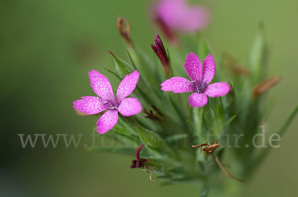 Rauhe Nelke (Dianthus armeria)