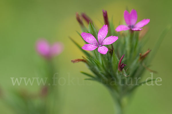 Rauhe Nelke (Dianthus armeria)