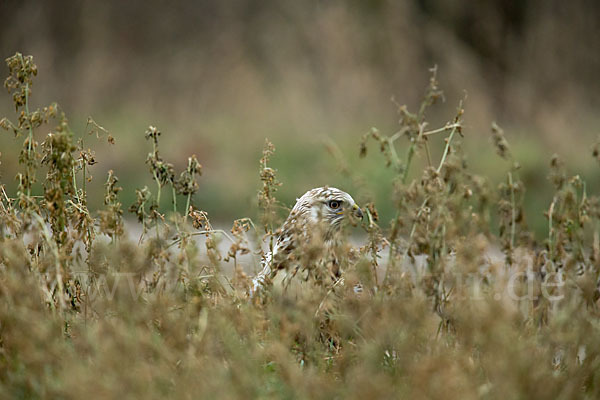Rauhfußbussard (Buteo lagopus)