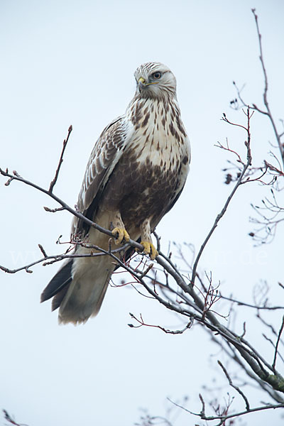 Rauhfußbussard (Buteo lagopus)