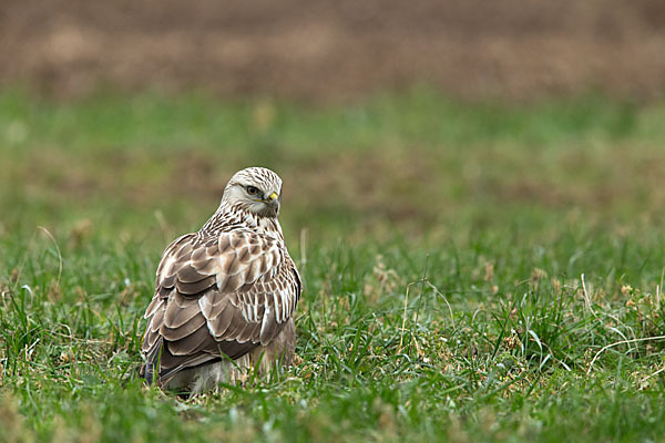 Rauhfußbussard (Buteo lagopus)