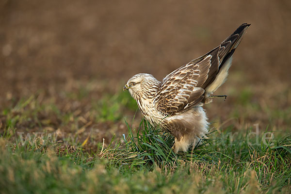 Rauhfußbussard (Buteo lagopus)