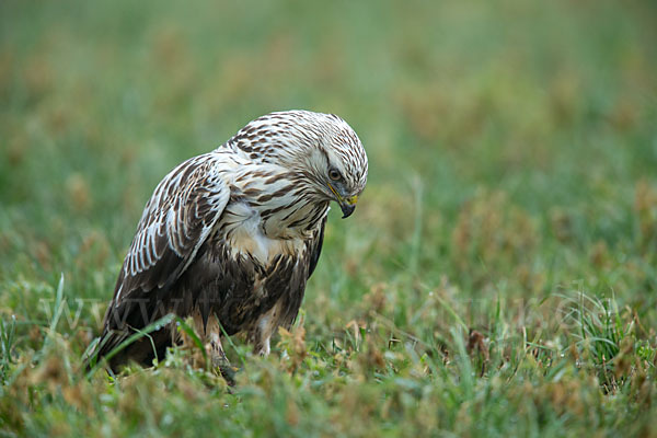 Rauhfußbussard (Buteo lagopus)