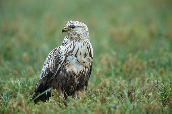 Rauhfußbussard (Buteo lagopus)