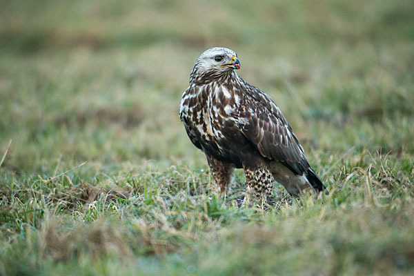 Rauhfußbussard (Buteo lagopus)