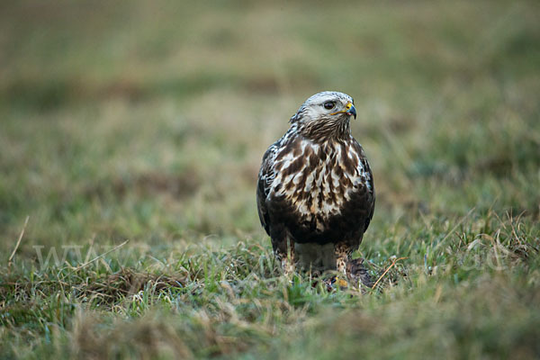 Rauhfußbussard (Buteo lagopus)