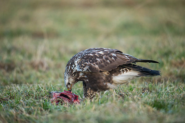 Rauhfußbussard (Buteo lagopus)