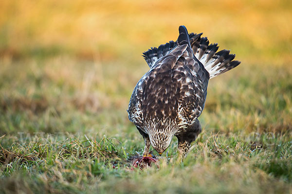 Rauhfußbussard (Buteo lagopus)