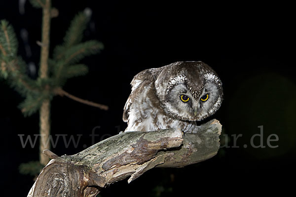 Rauhfußkauz (Aegolius funereus)