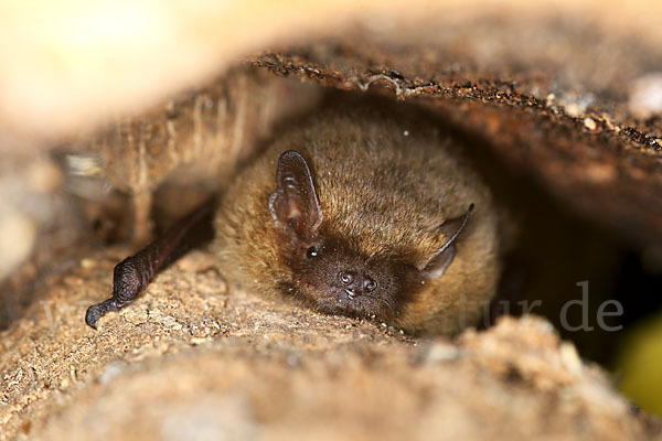 Rauhhautfledermaus (Pipistrellus nathusii)