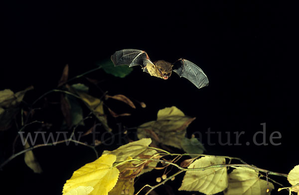 Rauhhautfledermaus (Pipistrellus nathusii)