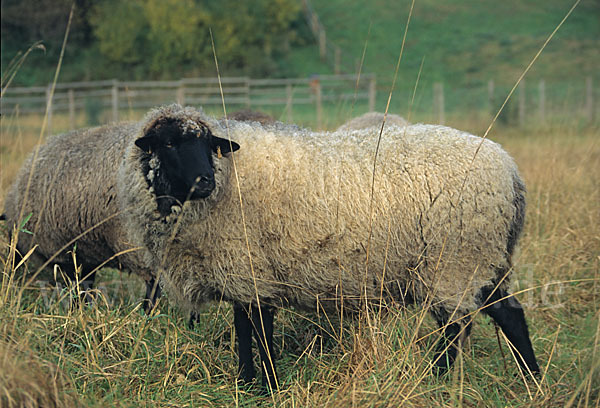 Rauhwolliges Pommersches Landschaf (Ovis gmelini aries sspec.2)