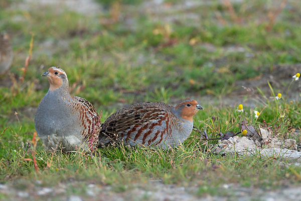 Rebhuhn (Perdix perdix)