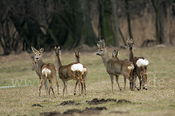 Rehwild (Capreolus capreolus)