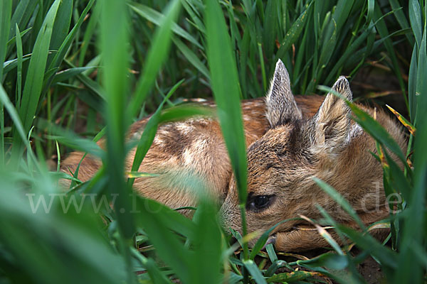 Rehwild (Capreolus capreolus)