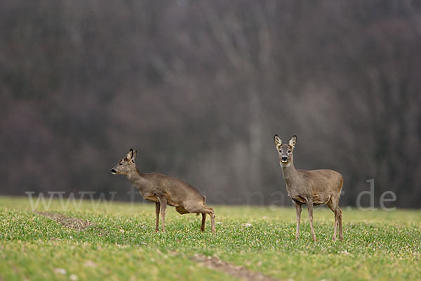 Rehwild (Capreolus capreolus)