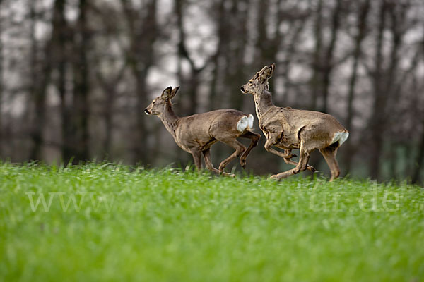 Rehwild (Capreolus capreolus)